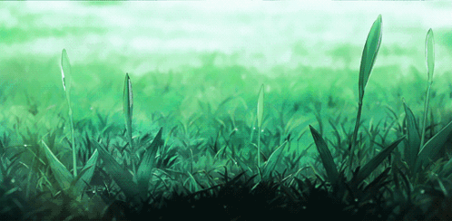 Flower Blooming Timelapse Discord Banner GIF