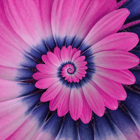 Flower Petal Purple Hypnosis Spiral GIF