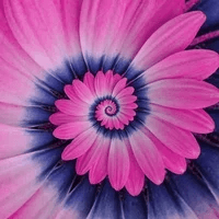 Flower Petal Purple Pink Aesthetic Hypnosis GIF