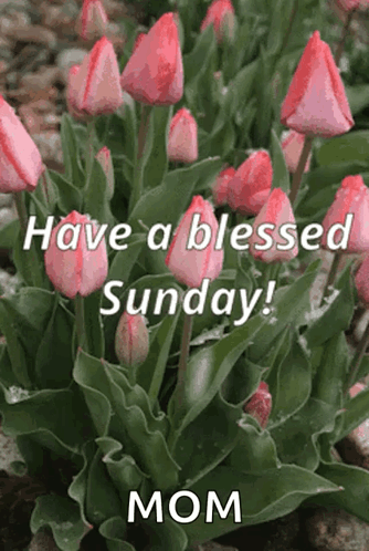Flower Tulip Cute Sunday GIF