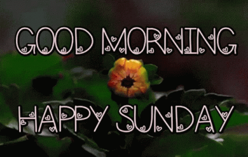 Flower with Good Morning and Happy Sunday