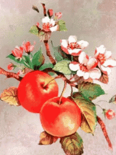Flowers Cherries Gif GIF