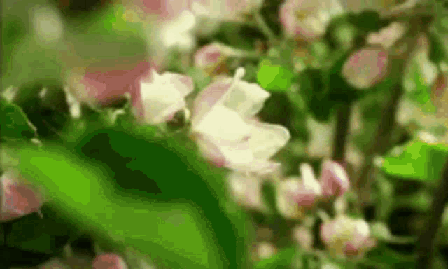 Flowers Grow Gif GIF