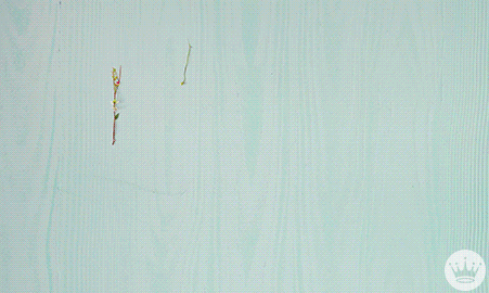 Flowery Good Morning Happy Easter GIF