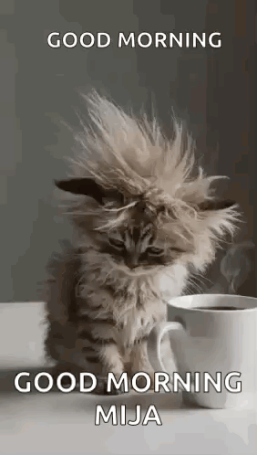 Fluffy Cat Beside Cup of Coffee
