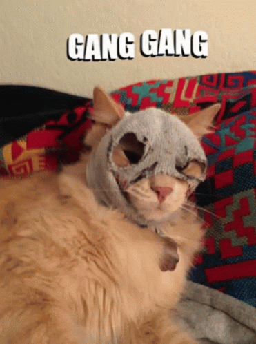 Fluffy Cat Gangster GIF
