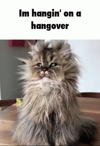 Fluffy Cat Hanging On Hangover