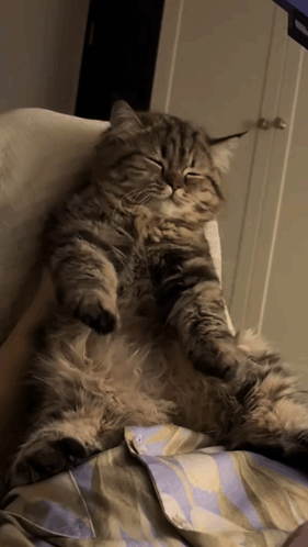 Fluffy Cat Laying On Its Back On Bed