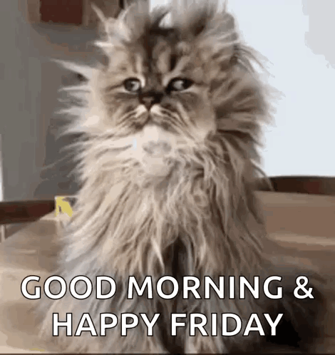 Fluffy Cat Saying Good Morning And Happy Friday GIF