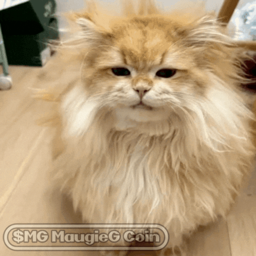 Fluffy Cat Saying $ Mg Maugieg Coin