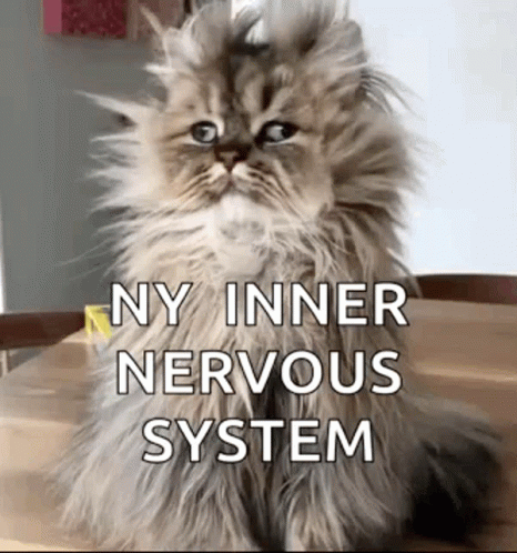 Fluffy Cat Saying ny inner nervous system