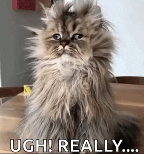 Fluffy Cat Saying Ugh Really GIF