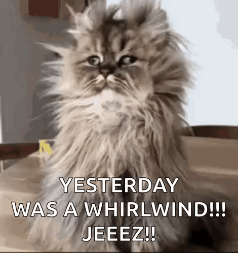 Fluffy Cat Saying Yesterday Was a Whirlwind
