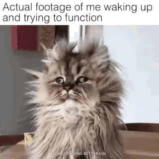 Fluffy Cat Sitting on Box