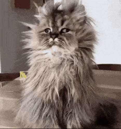 Fluffy Cat Sitting on Table