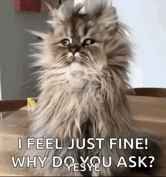 Fluffy Cat Sitting On Wooden Table Asking Why Do You Ask GIF