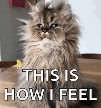 Fluffy Cat Sitting With How I Feel