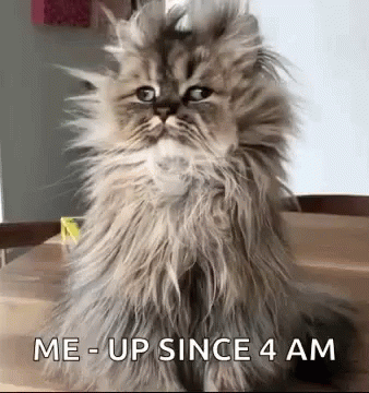 Fluffy Cat Sitting with Me Up Since 4 am