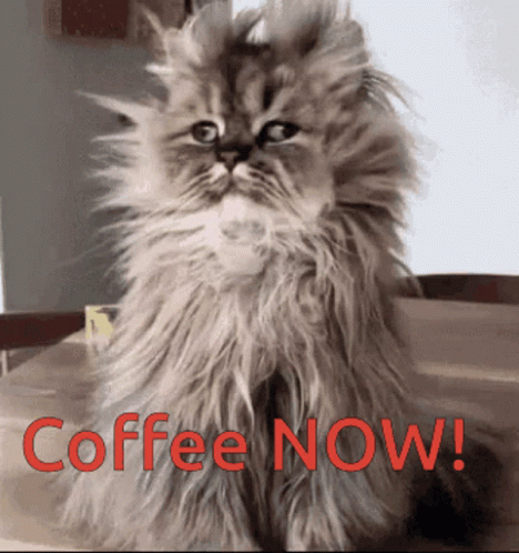 Fluffy Cat with Coffee Now in Red