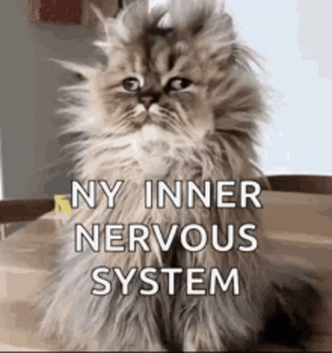 Fluffy Cat With Ny Inner Nervous System