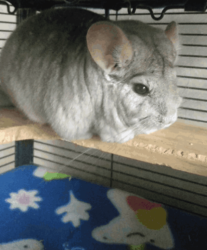 Fluffy Chinchilla Accepts And Drop Heart GIF