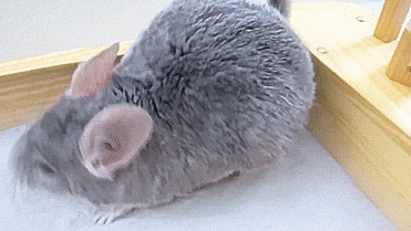 Fluffy Chinchilla Playing With Flour GIF
