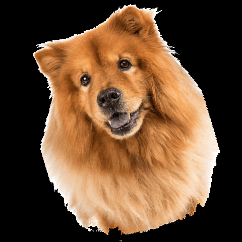 Fluffy Chow Dog GIF