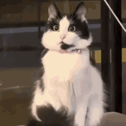 Fluffy Cute Cat Stunned Shock GIF
