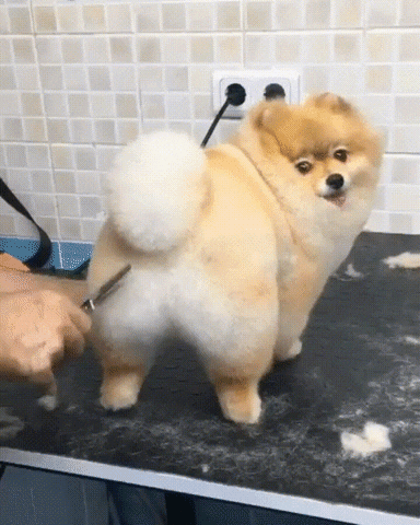 Fluffy Dog Haircut GIF
