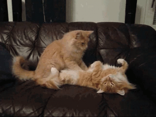 Fluffy Hairy Ginger Cat Making Biscuits GIF