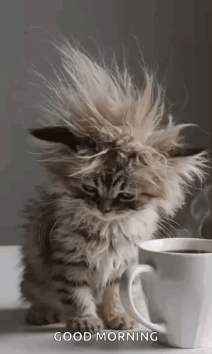 Fluffy Kitten Next to Coffee Cup