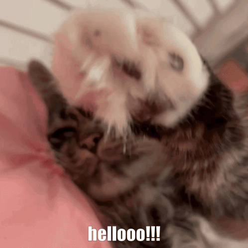 Fluffy Orange Kitten With Blue Eyes Waving Paw