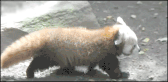 Fluffy Red Panda GIF
