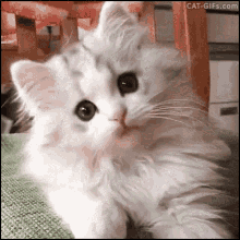 Fluffy White Cat Sitting on Chair Looking at Camera