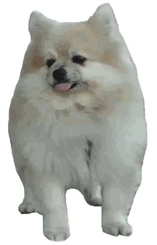 Fluffy White Dog with Brown Nose