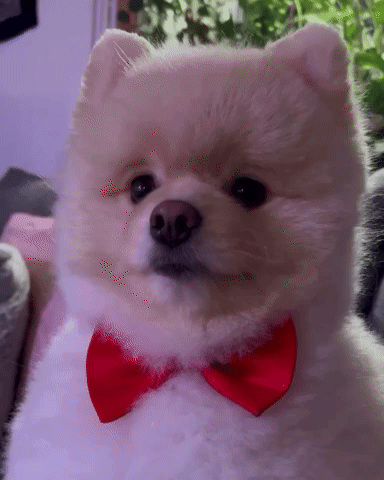 Fluffy White Dog With Red Bow Tie