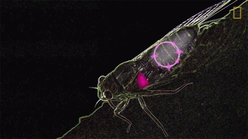 Fly Drawing With Abdomen Ammunition GIF