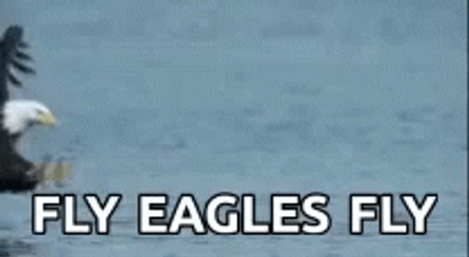 Fly Eagles Fly Eagle Catching Fish GIF