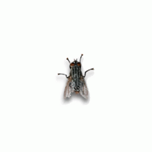 Fly Flying GIF