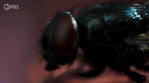 Fly Grooming Its Head GIF