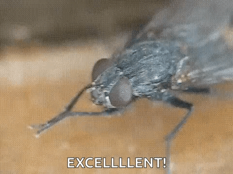 Fly on Table With Excellent