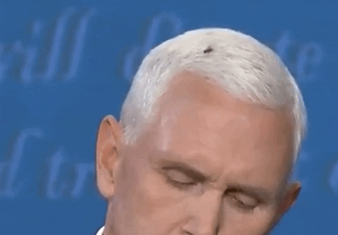 Fly Perched Atop Mike Pence's Hair GIF