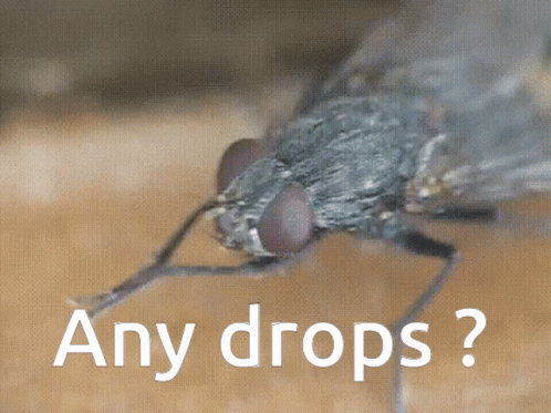 Fly Saying Any Drops GIF