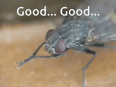 Fly Saying Good Good GIF