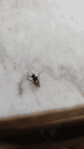 Fly Sitting on Surface