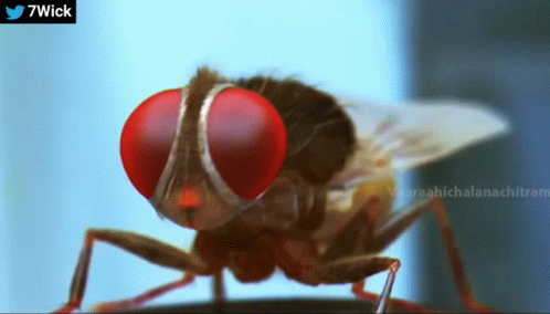 Fly With Red Eyes And Twitter Logo GIF
