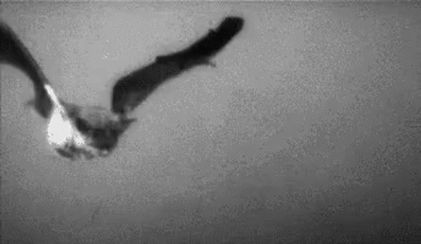 Flying Bat Wide Wing Span Old Shot GIF