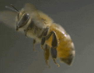Flying Bee Gif GIF