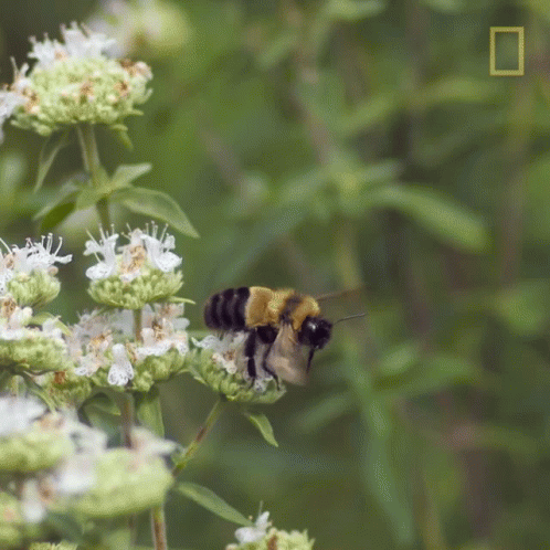 Flying Bumblebee Slow Mo GIF