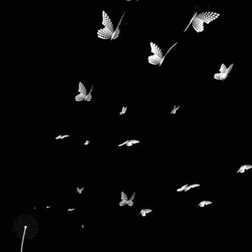 Flying Butterfly Black And White GIF